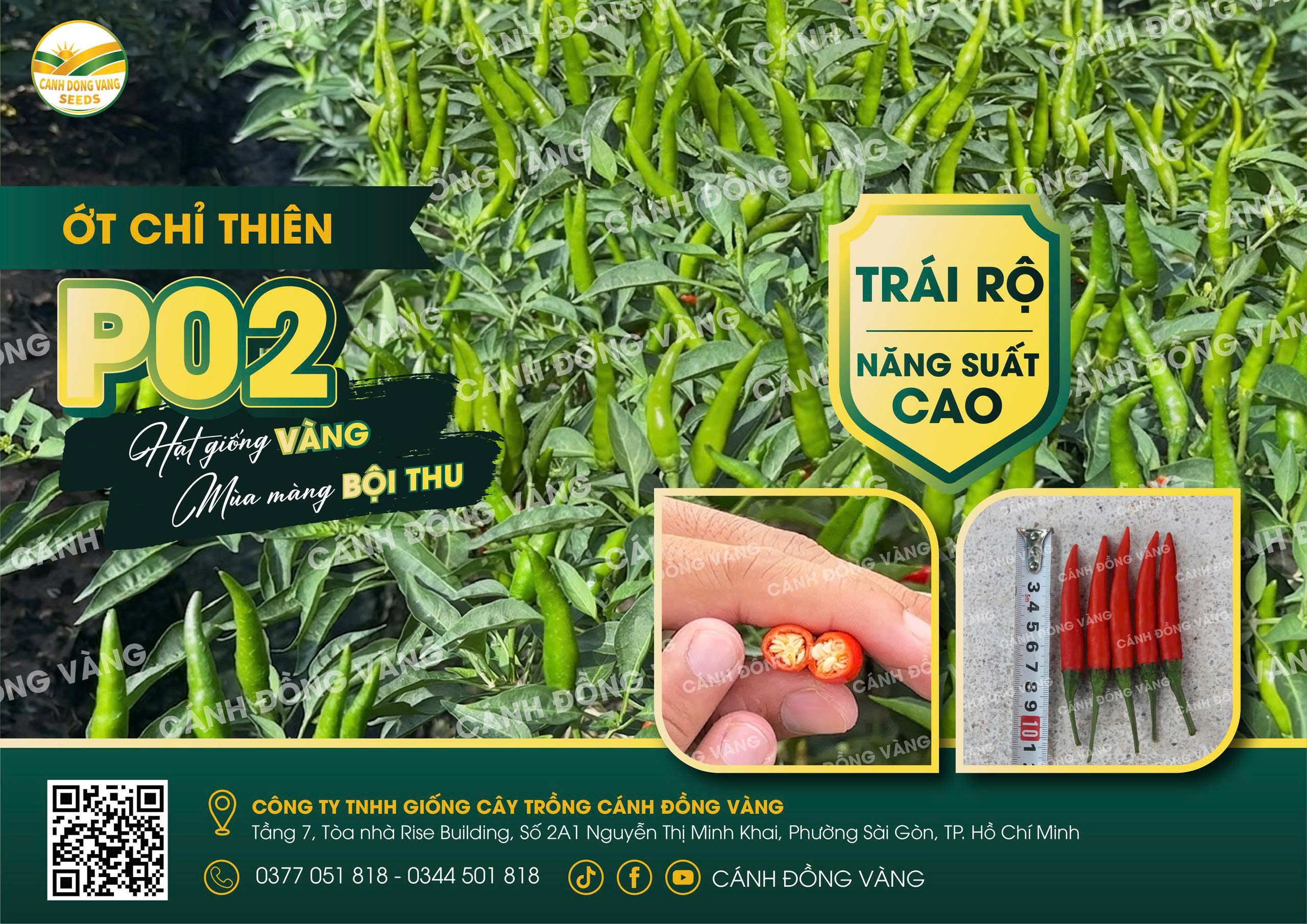 ỚT CHỈ THIÊN P02
