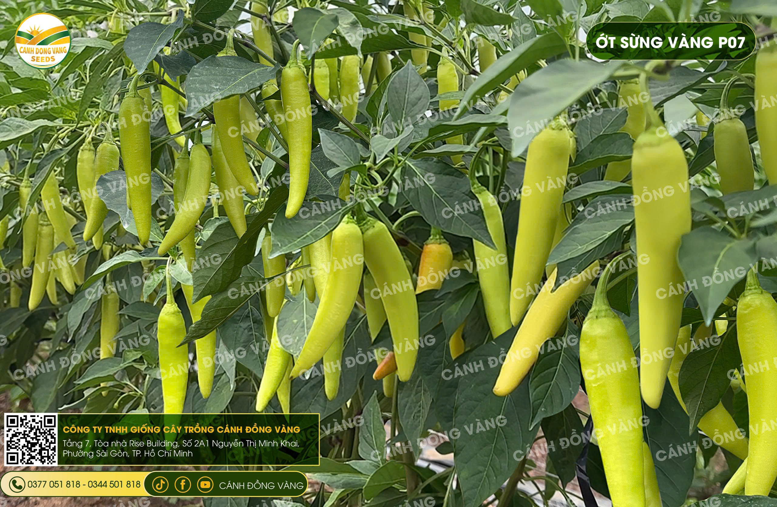 Ảnh 7