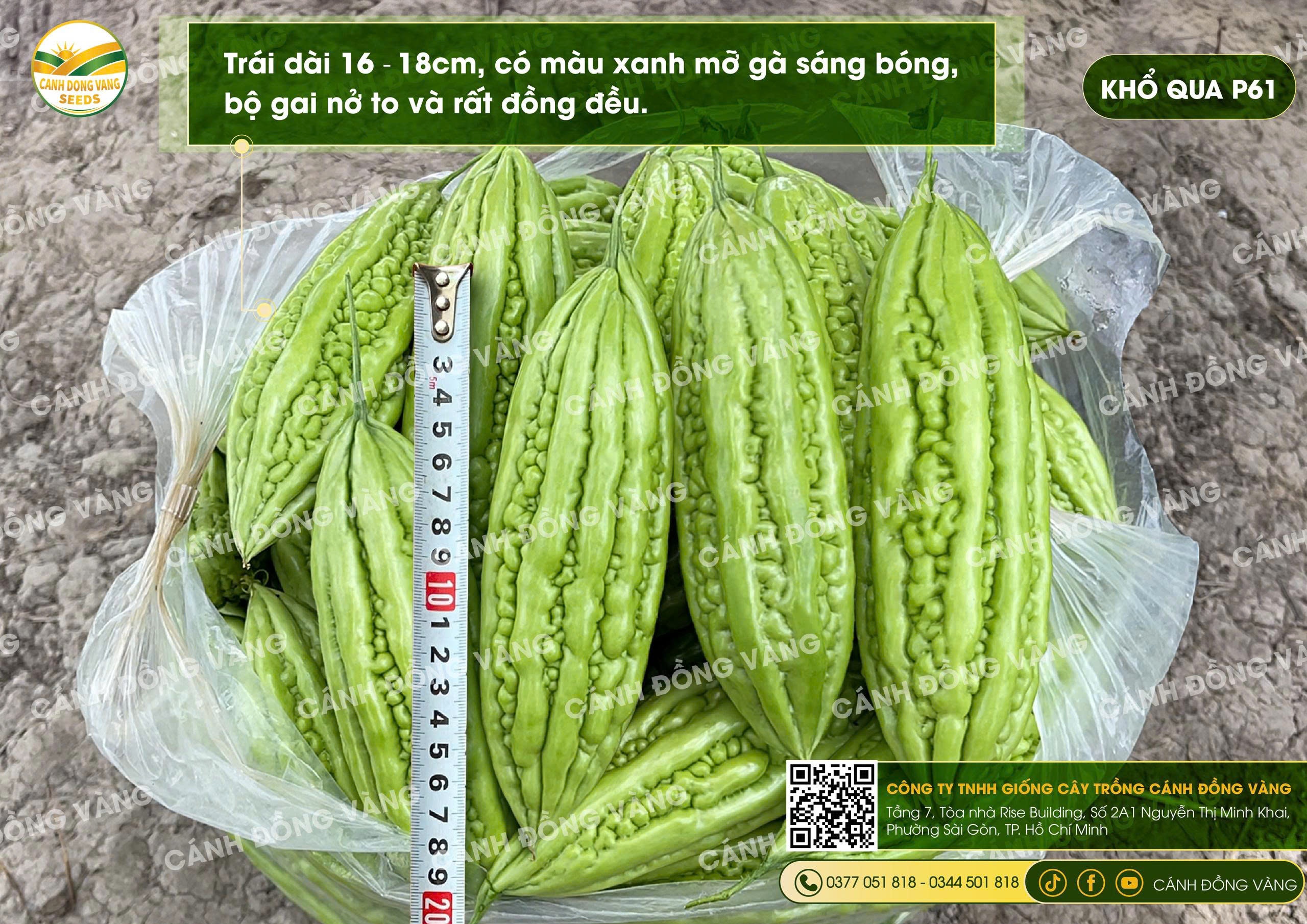 Ảnh 5
